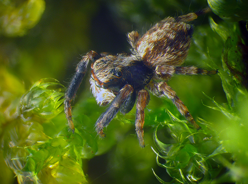 Salticidae:  Pseudeuophrys lanigera, maschio - Montonate (VA)